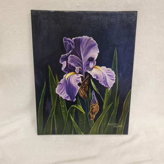 Purple Iris on Black Background